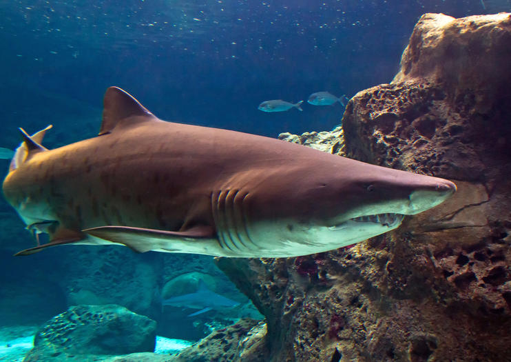 Beijing Aquarium (Beijing Haiyangguan)